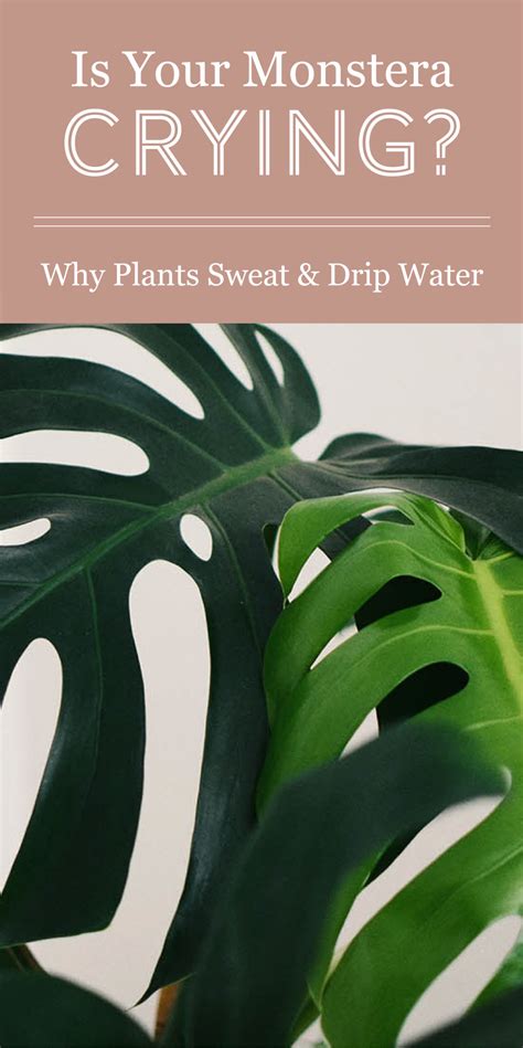 monstera deliciosa moisture meter|monstera deliciosa crying water.